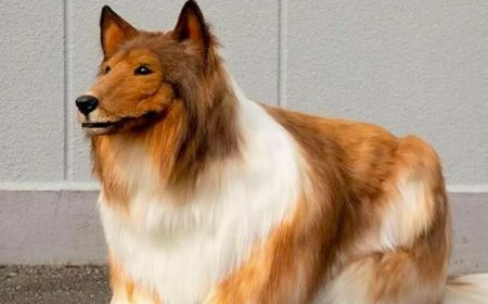 நாயாக மாறிய மனிதர் | Japanese man toko dog transformation