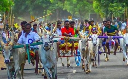 சீறிப்பாய்ந்த காளைகள்! புதுக்கோட்டை