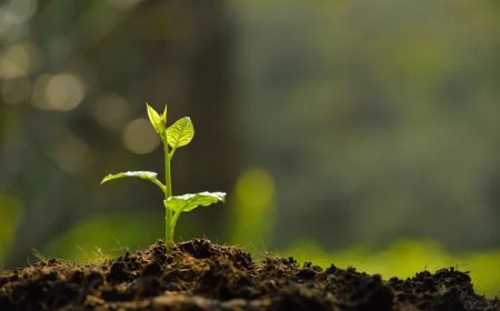 மரக்கன்றுக்கு ஆசிரியர் பெயர் சூட்டிய மாணவிகள்!