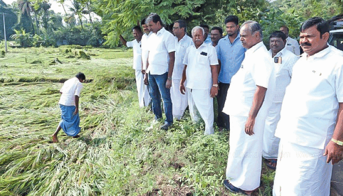 நெற்பயிர்கள் நீரில் மூழ்கி சேதம்...பார்வையிட்ட உள்ளாட்சி பிரதிநிதிகள்!