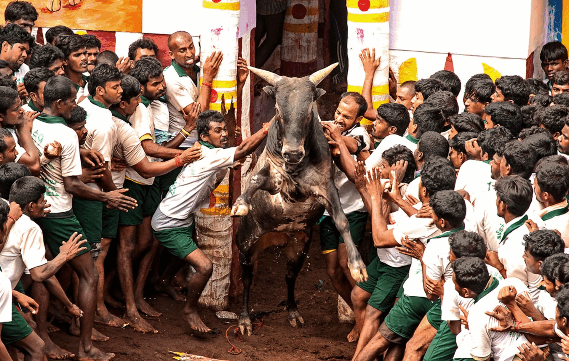 ஜல்லிக்கட்டு வழிகாட்டு நெறிமுறைகளை வெளியிட்டது தமிழக அரசு!